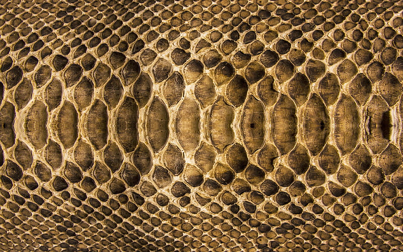 brown snake skin texture, snake skin background, cobra, snakes, creative background, HD wallpaper
