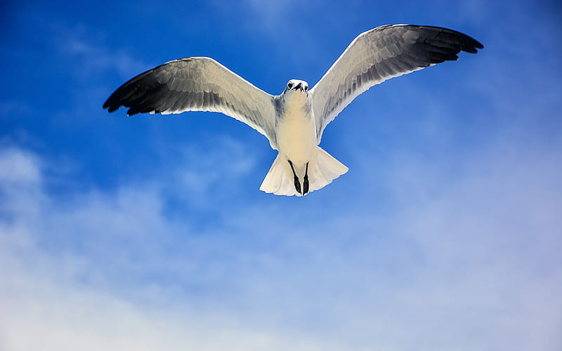 seagull blue sky, clouds, Laridae, HD wallpaper