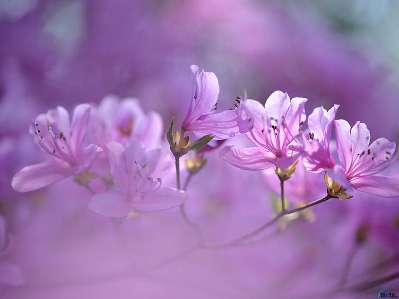 Flowers of Rhododendron, purple, macro, flowers, nature, rhododenron, HD wallpaper