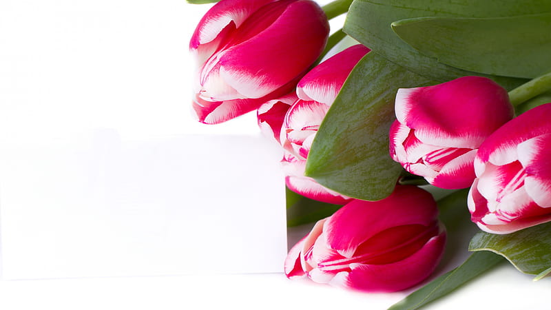 pink tulips bouquet, white backround, tulips, HD wallpaper
