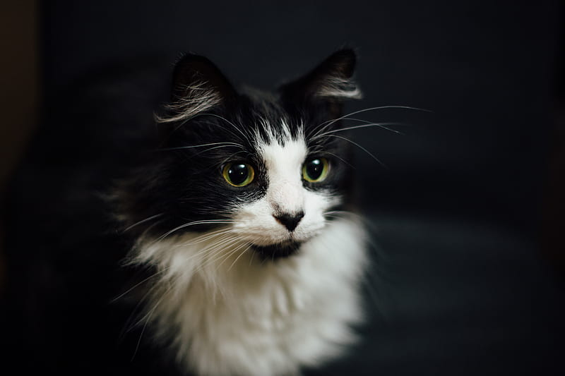 shallow focus graphy of tuxedo cat, HD wallpaper