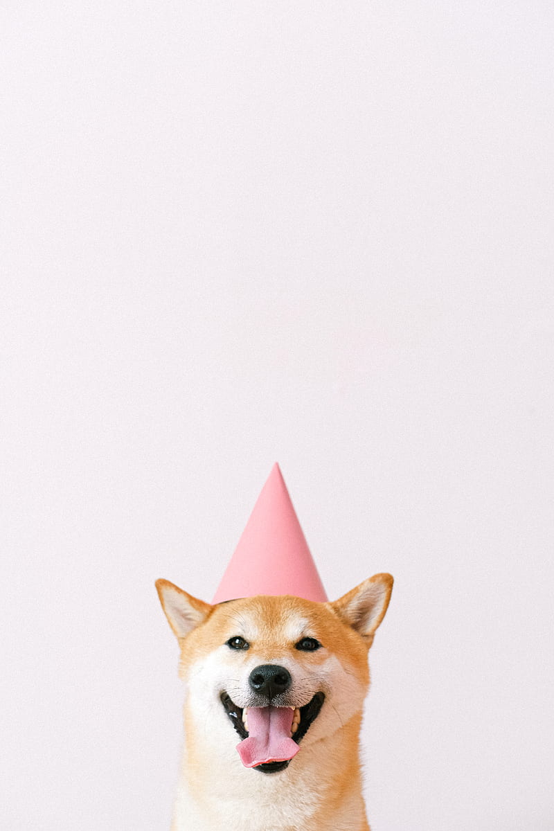 Cute Dog Wearing a Party Hat, HD phone wallpaper