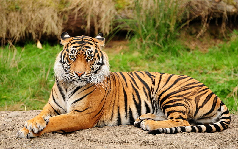 Tiger Sitting Majestic, grass, bengal tiger, sitting, nature, bonito, tiger, cats, animals, HD wallpaper