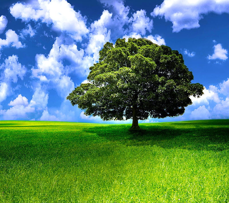 Green Tree, green tree blue sky, nature landscape, HD wallpaper