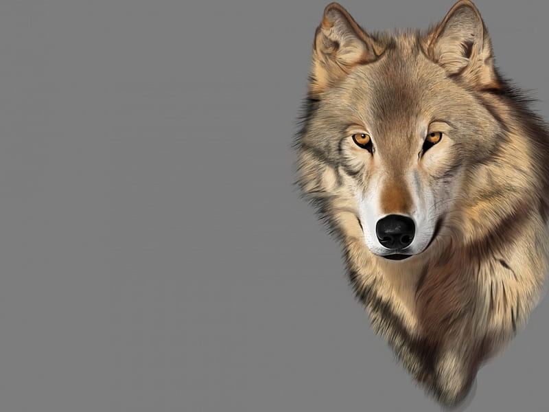 wolf art, canislupus, black, saying, timber wolf, wolves, white, howling, wisdom, HD wallpaper