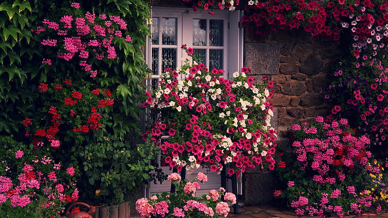 Beautiful Blooms, red, window, flowers, garden, bonito, blooms, pink, HD wallpaper