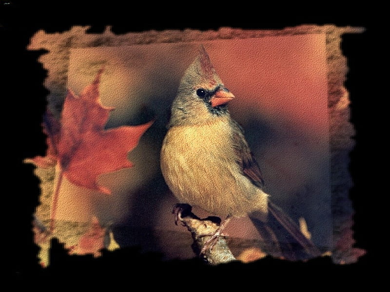 Autumn Female Cardinal 1 red, autumn, graphy, bird, female cardinal, cardinal, HD wallpaper