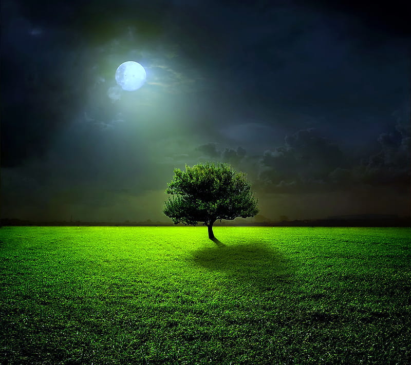 Moonlight, field, night, tree, HD wallpaper