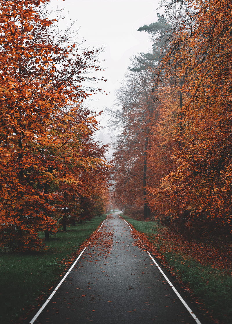 Pathway, trees, fog, autumn, nature, HD phone wallpaper | Peakpx