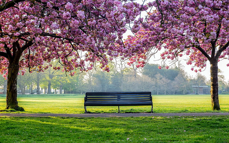 Cherry Blossom Park Bench, trees, landscapes, parks, bench, nature, cherry blossom, HD wallpaper