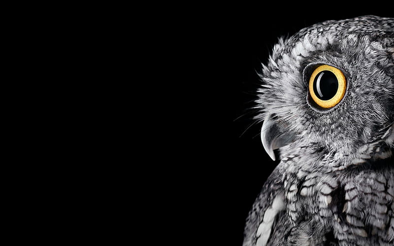 owl, portrait, bird, animal, HD wallpaper
