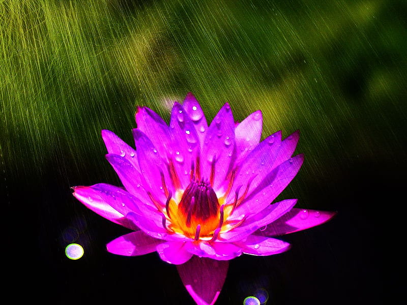 Amazing Lotus, bonito, wet, lotus, rain, HD wallpaper | Peakpx