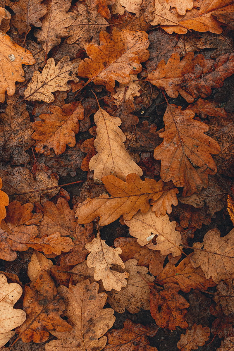 Brown Leaf Pictures | Download Free Images on Unsplash