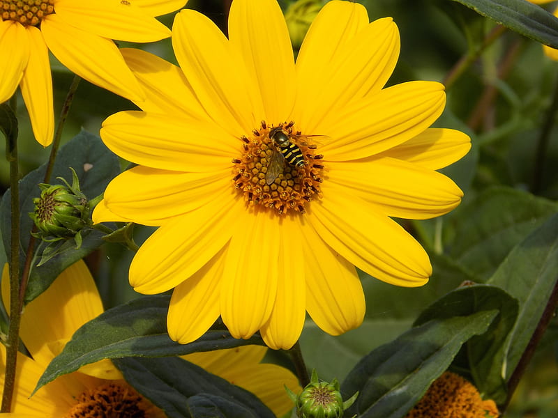 Sunflower 1, flower, yellow, bee, sun, HD wallpaper
