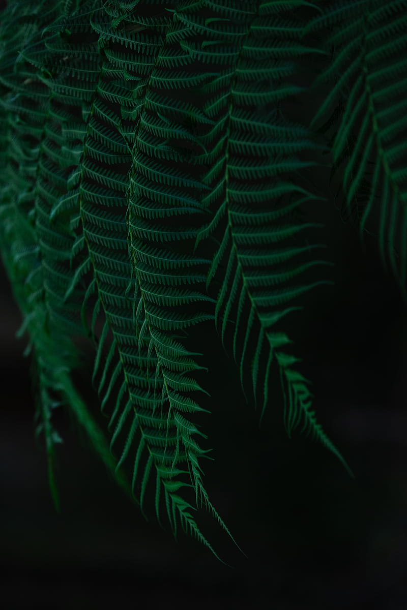 fern, leaves, branches, dark, HD phone wallpaper