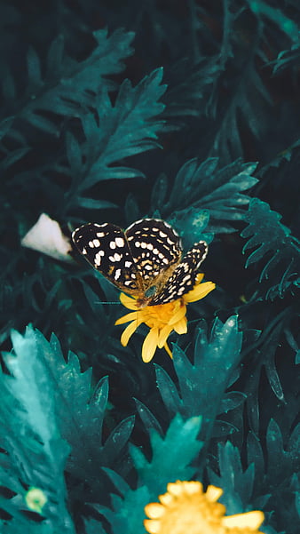 Butterfly on Yellow Flower, flower, yellow, Spain, butterfly, HD ...