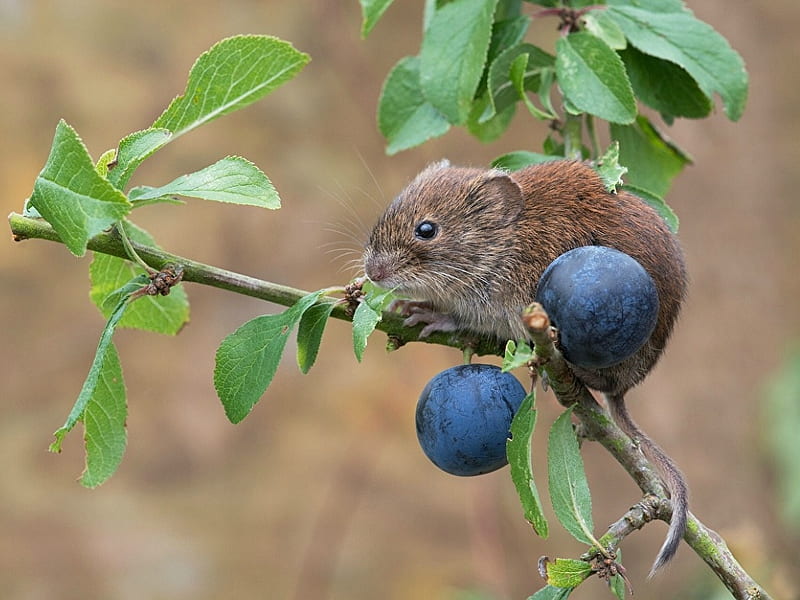 MOUSE ON PLUM TREE, MOUSE, CUTE, TREE, PLUM, HD wallpaper