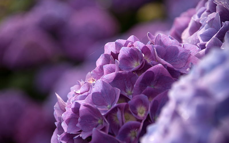 petals lilac-Flowers Macro, HD wallpaper