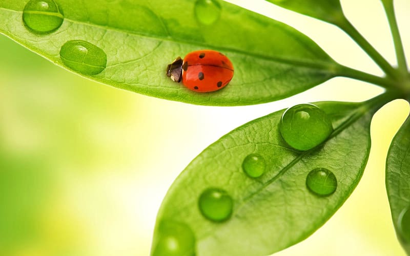 Leaf, Animal, Ladybug, HD wallpaper