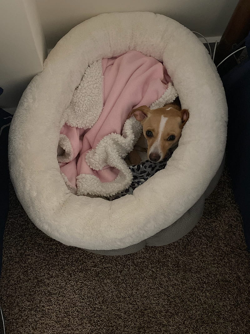 Cozy Chihuahua, dog bed, pet supply, dog, HD phone wallpaper
