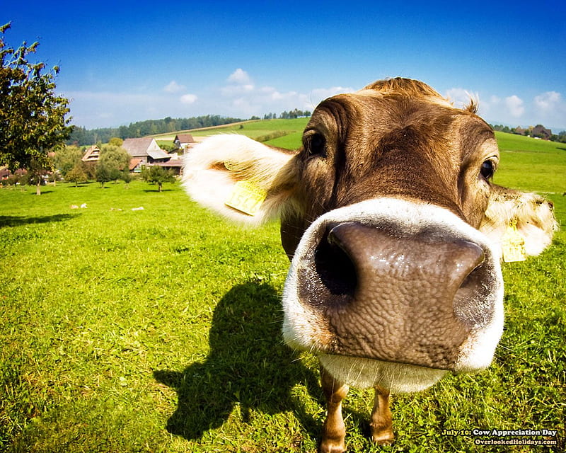 Oh, hello!. Cows funny, Cow , Funny cow, Funny Farm Animals, HD wallpaper