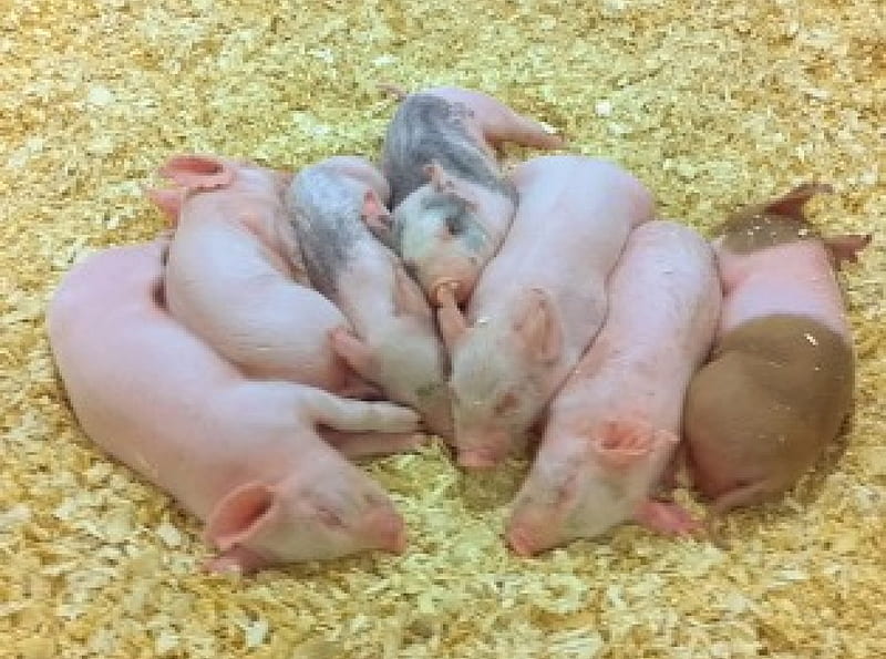 Piggies, pigs, bacon, animals, HD wallpaper