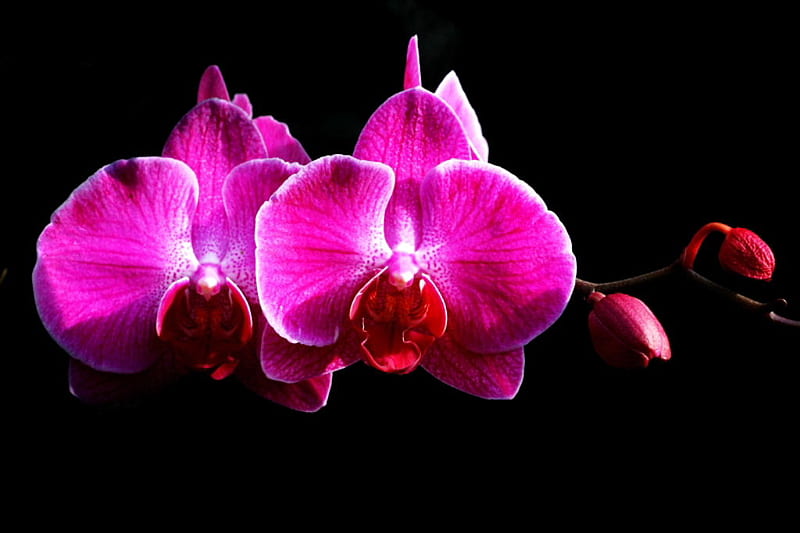 Phalaenopsis Moth Orchids, flower, orchids, purple, HD wallpaper