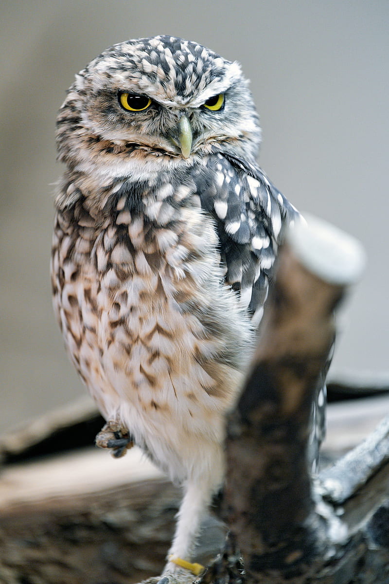 owl, bird, glance, HD phone wallpaper
