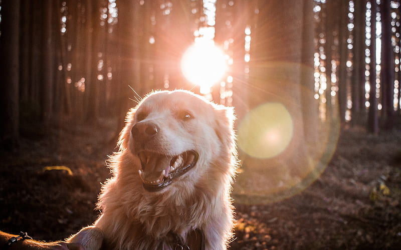 labrador, sunlight, retriever, pets, forest, labradors, golden retriever, HD wallpaper