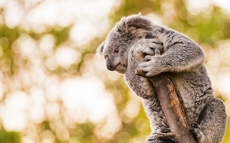 koala, cute animals, gray teddy bear, koalas, Australia, HD wallpaper
