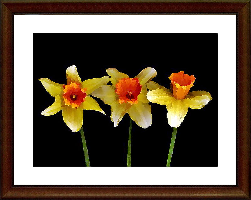 Daffodils In Oil, daffodils, bright, flowers, nature, spring, HD ...