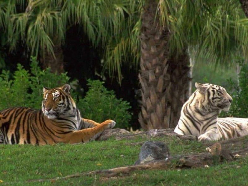 resting tigers, one amur, resting time, one white, HD wallpaper