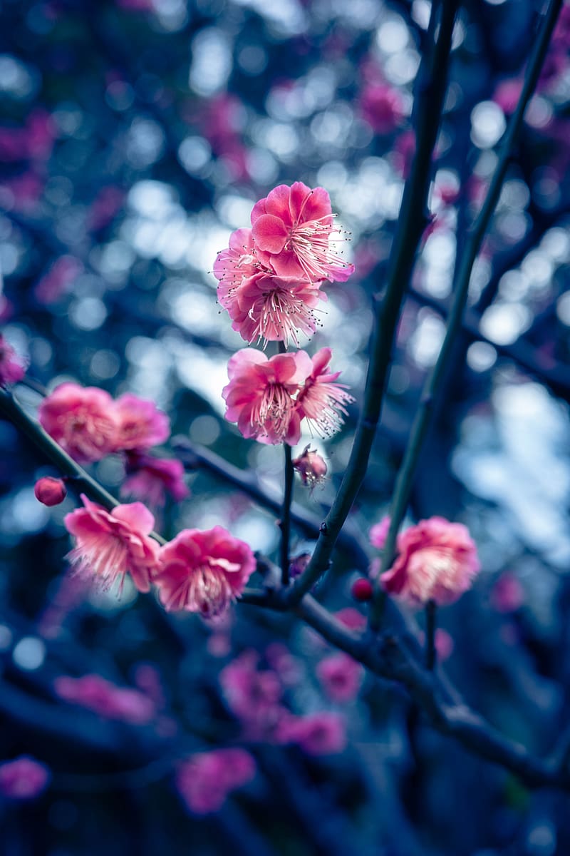 Apricot, flowers, bloom, branches, blur, petals, HD phone wallpaper