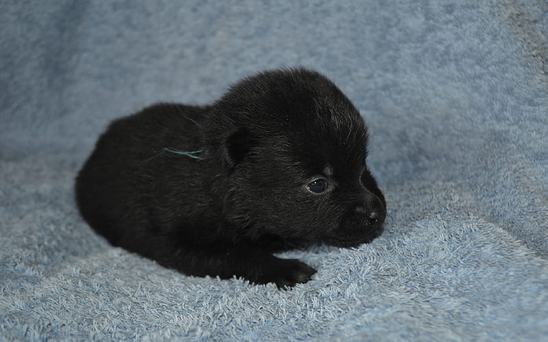 Schipperke, little black puppy, cute animals, little cute dog, HD wallpaper