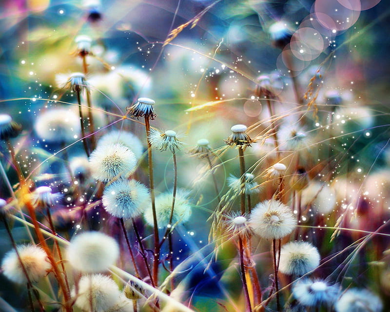 Colorful Wishes, colors, dandelions, field, wish, HD wallpaper