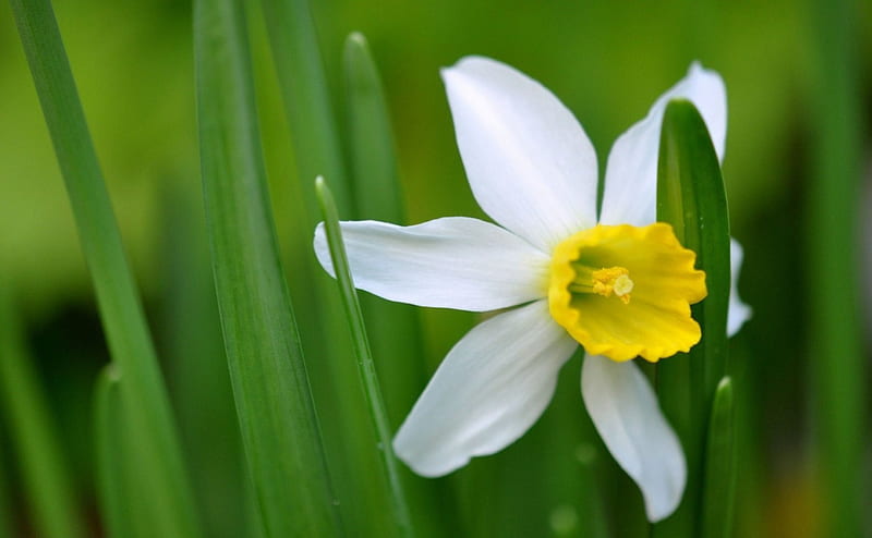 Narcissus, leaves, flower, flowers, nature, HD wallpaper