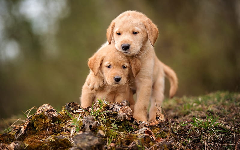 golden retriever, small puppies, couple, cute little brown dogs, retrievers, pets, dogs, HD wallpaper