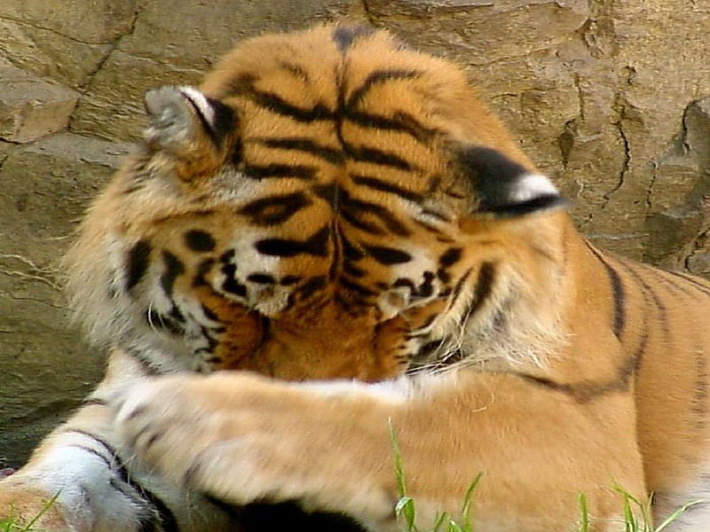 Now I Lay Me Down To Sleep, tiger, cats, big cats, animals, HD wallpaper