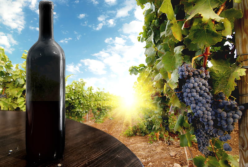 The rays of the sun - winery, grapes, wine, bottle, The rays of the sun, winery, HD wallpaper