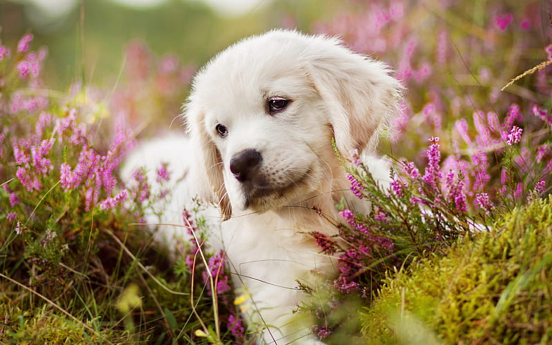 labrador puppy, retriever, pets, flowers, cute animals, labradors, golden retriever, HD wallpaper