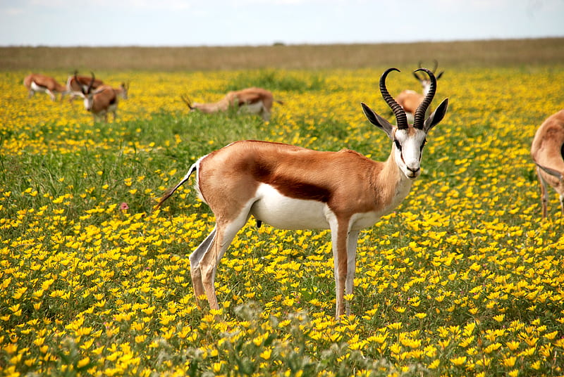 Antelopes on Green Field, HD wallpaper