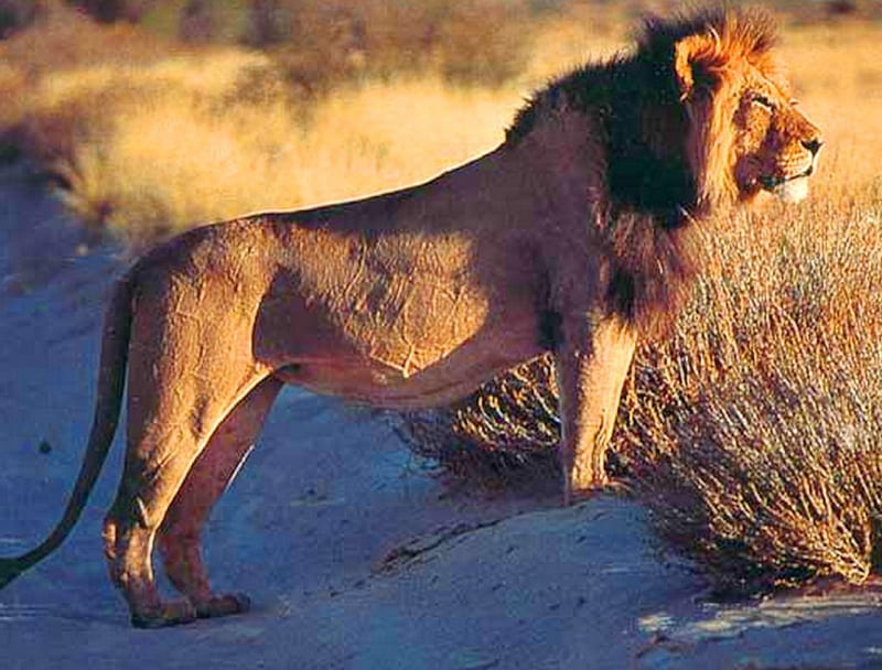 Lookout, male, mane, Africa, lion, HD wallpaper