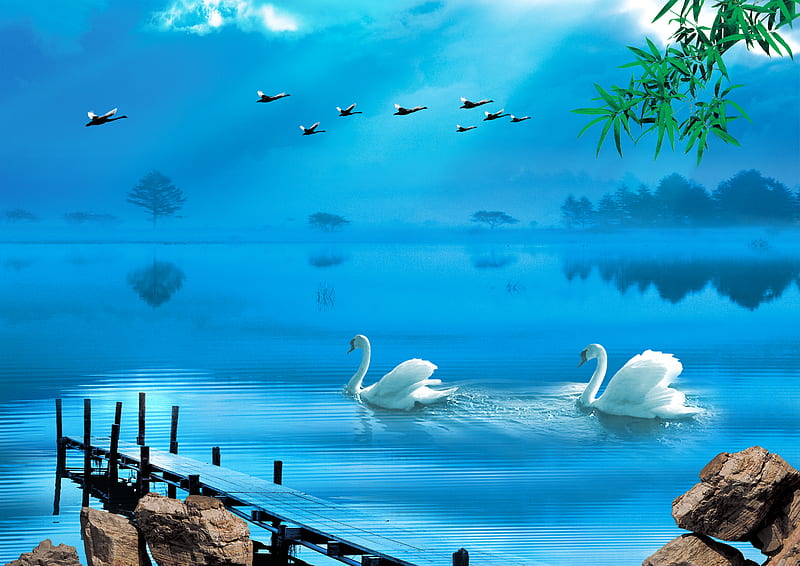Cisnes, rocas, bonita, hermosa, cisne, nubes, hojas, belleza, azul,  encantador, Fondo de pantalla HD | Peakpx