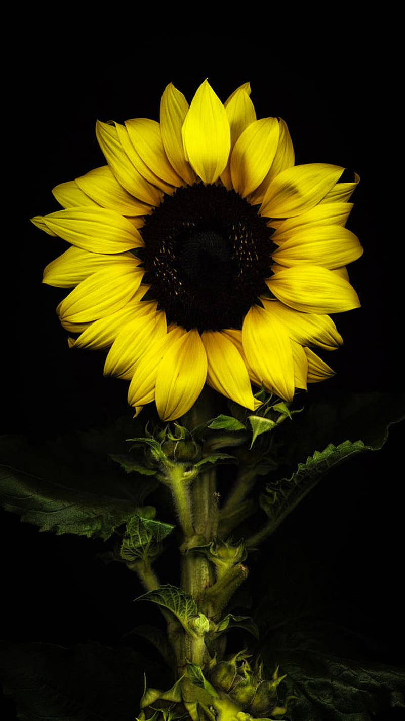 Sunflower, flower, yellow, HD phone wallpaper