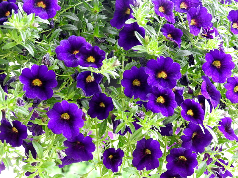 Million Bell Purple Petunias, Petunias, Nature, Purple, Million Bell, Summer, graphy, Flowers, HD wallpaper