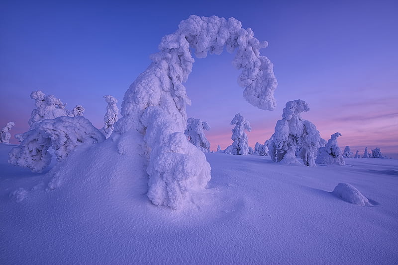 Winter, lapland, tree, snow, pink, landscape, blue, finland, iarna, HD wallpaper