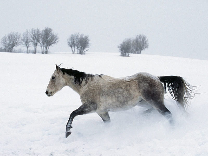 Winter Snow Run [Horse], gray horse, snow, wild horse, snow run, horse, running in the snow, winter, HD wallpaper