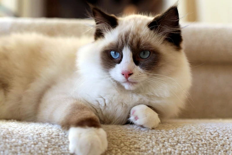 *** Amazing ... blue-eyed cat ***, niebieskie, oczy, kot, zwierzeta, koty, HD wallpaper