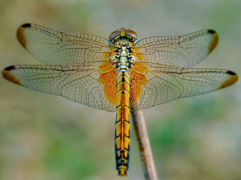 yellow and black dragonfly on brown stem in close up graphy during daytime, HD wallpaper