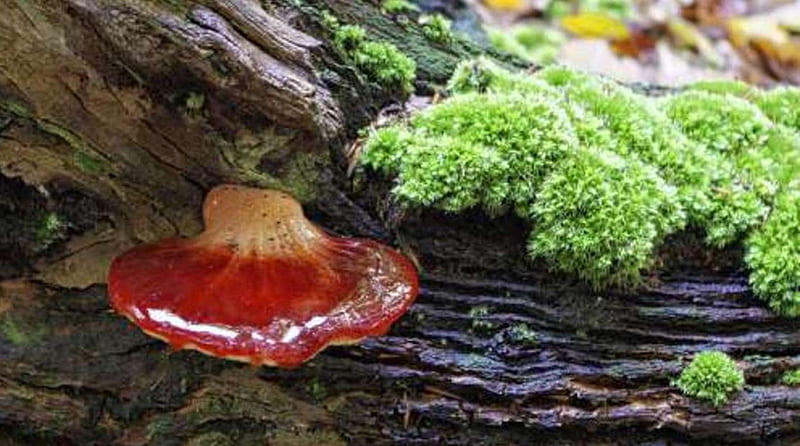 Fomes fomentarius, red, tree, fungi, green, woods, nature, HD wallpaper